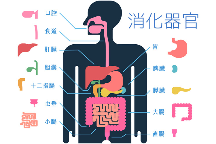 消化器官のイメージイラスト